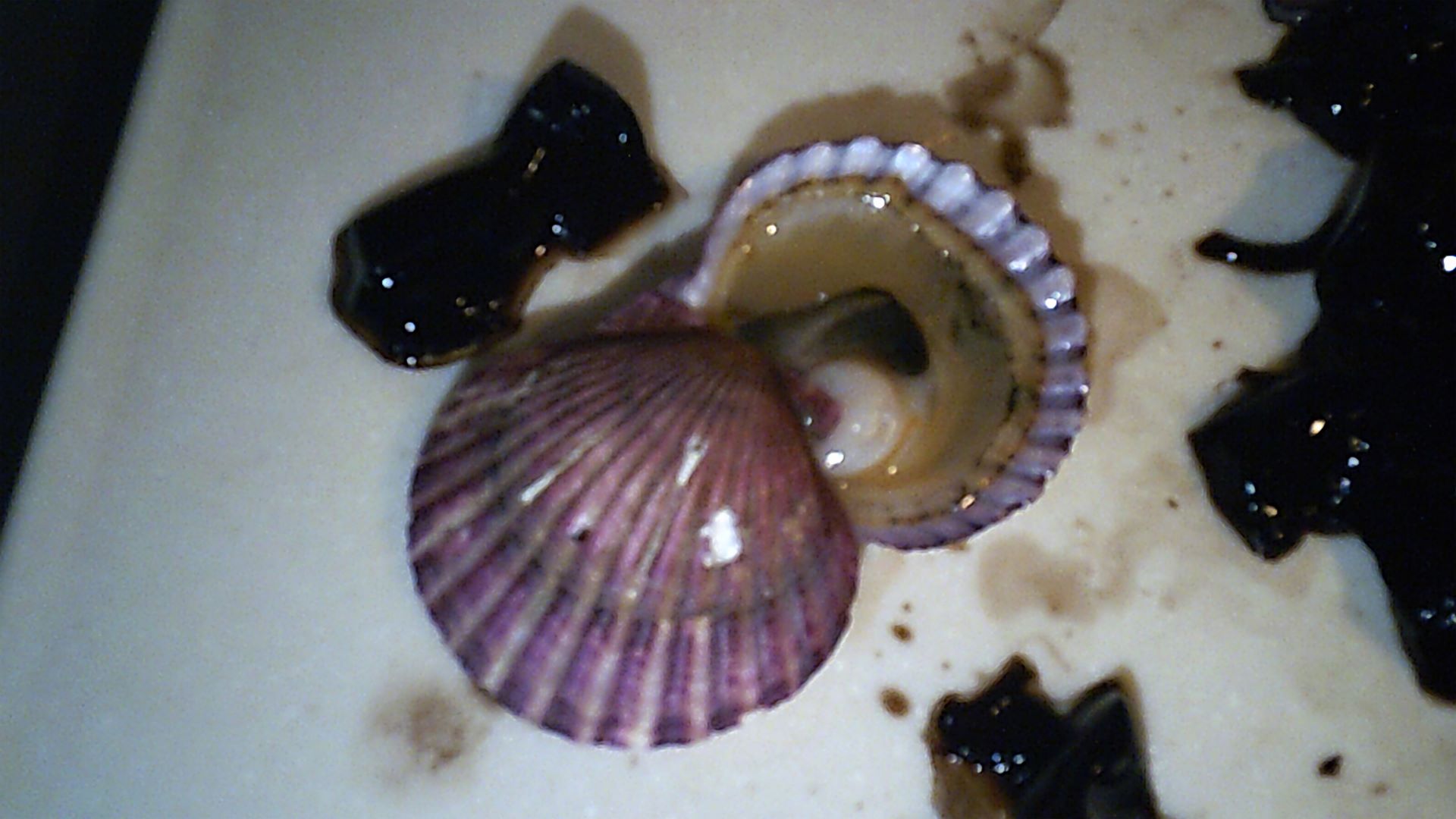 close up of sea shell surrounded by black green jelly